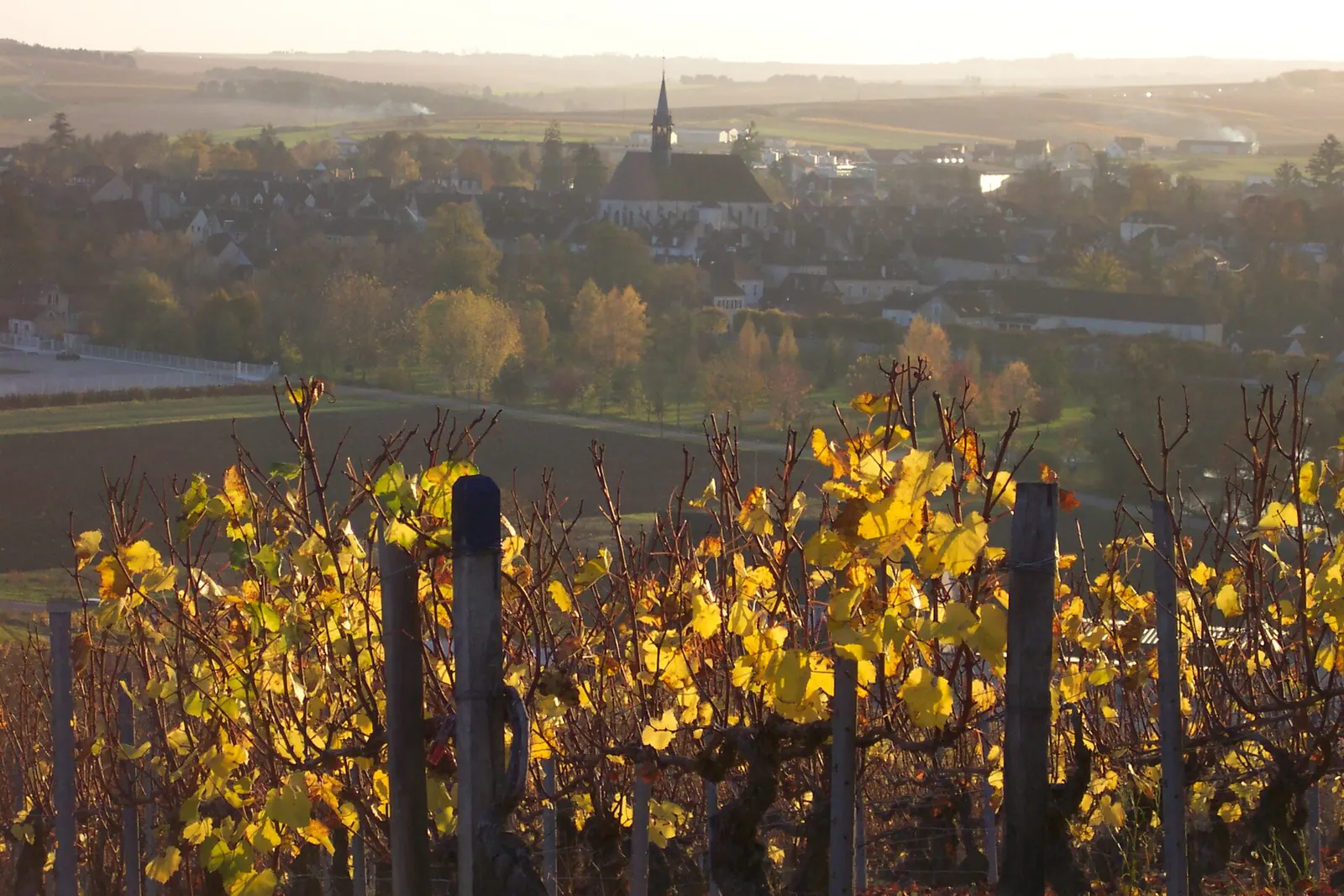 Chardonnay vines in autumn above the town of Chablis